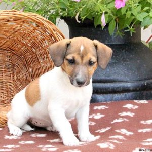 Cappuccino, Jack Russell Terrier Puppy