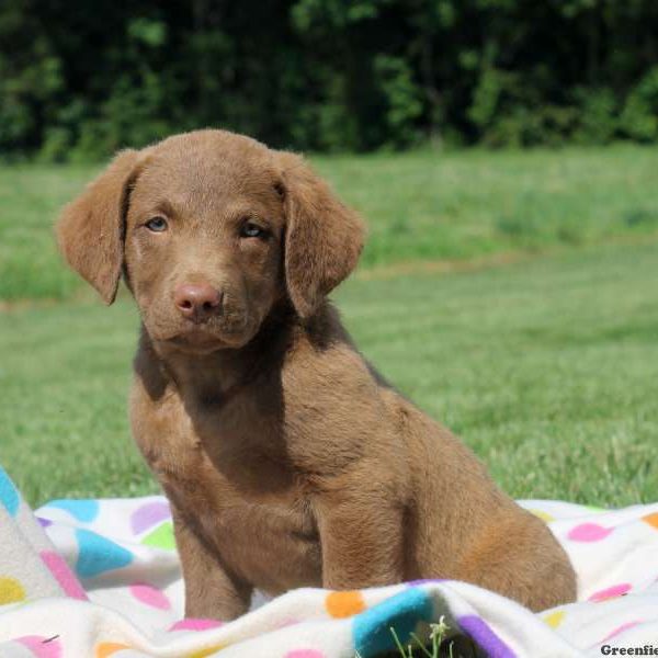 Capri, Chesapeake Bay Retriever Puppy