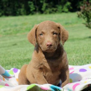 Capri, Chesapeake Bay Retriever Puppy