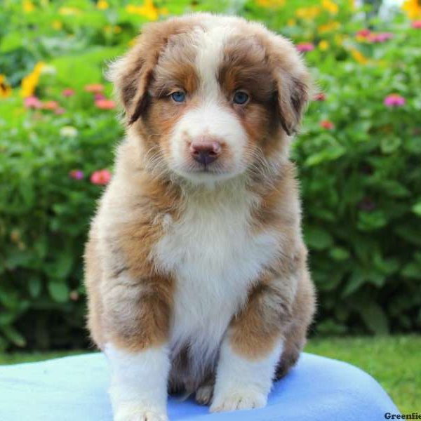 Captain, Australian Shepherd Puppy