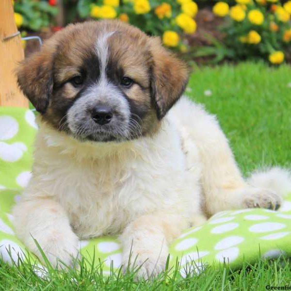 Captain, Great Pyrenees Mix Puppy