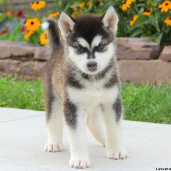 Captain, Alaskan Malamute Puppy