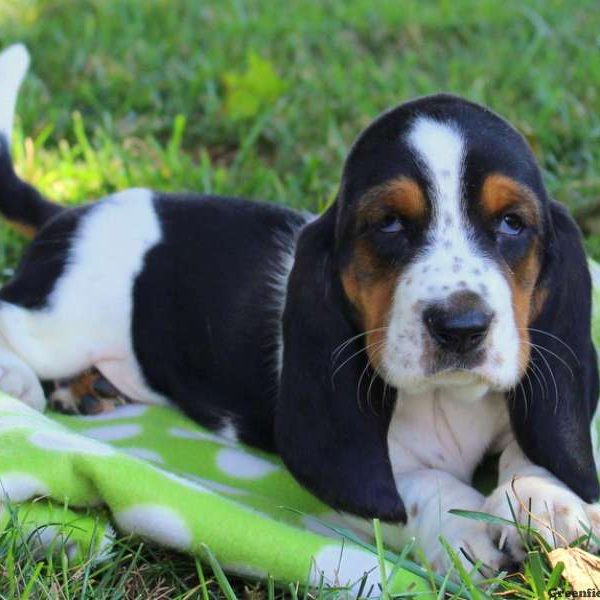 Captain, Basset Hound Puppy