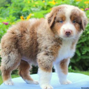 Captain, Australian Shepherd Puppy