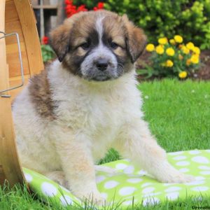 Captain, Great Pyrenees Mix Puppy