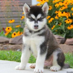 Captain, Alaskan Malamute Puppy