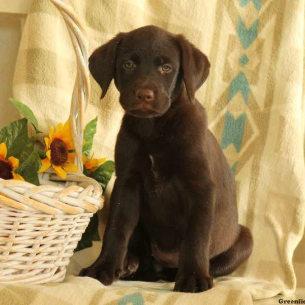 Cara, Labrador Retriever-Chocolate Puppy