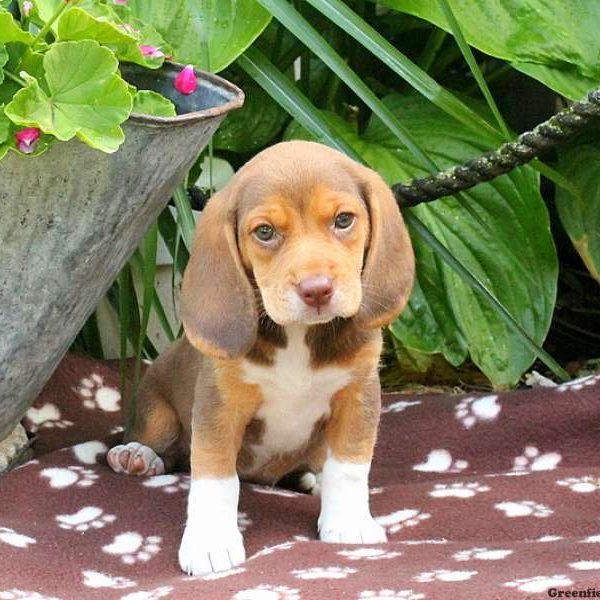 Caramel, Beagle Puppy