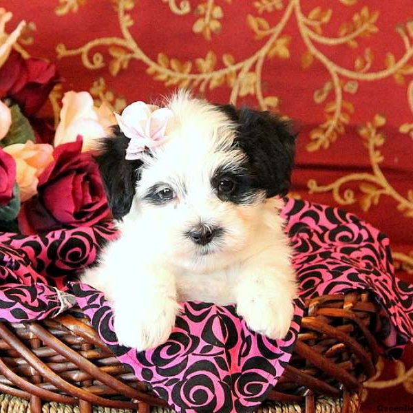 Carlene, Maltese Mix Puppy