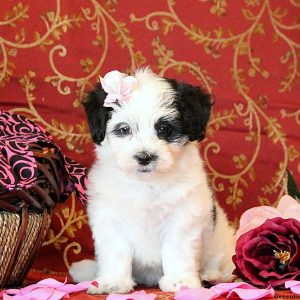 Carlene, Maltese Mix Puppy