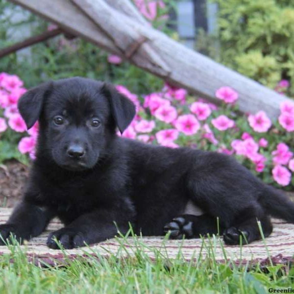 Carlie, German Shepherd Puppy