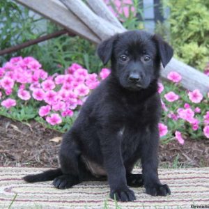 Carlie, German Shepherd Puppy