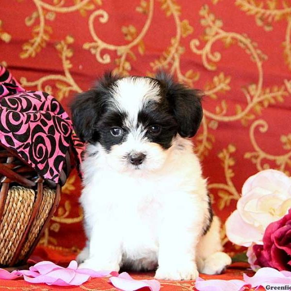 Carlin, Maltese Mix Puppy