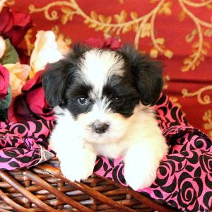 Carlin, Maltese Mix Puppy