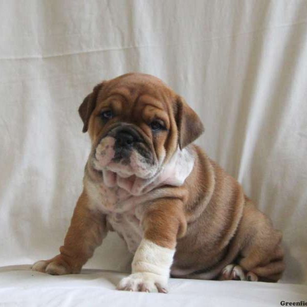 Carmel, English Bulldog Puppy