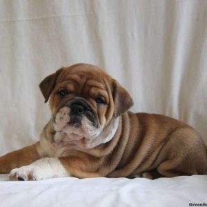 Carmel, English Bulldog Puppy