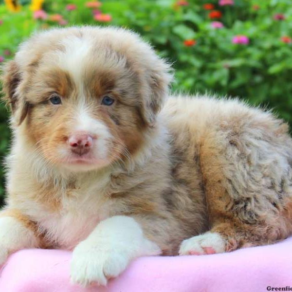 Carrie, Australian Shepherd Puppy