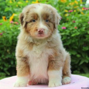 Carrie, Australian Shepherd Puppy