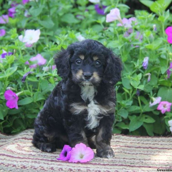 Carson, Cockapoo Puppy