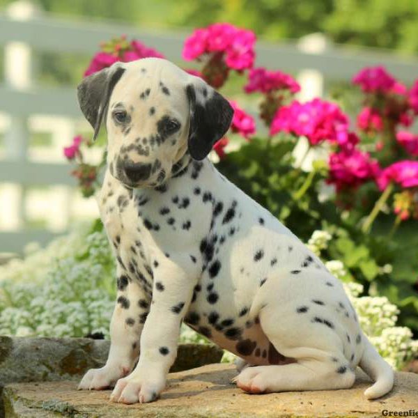 Carson, Dalmatian Puppy