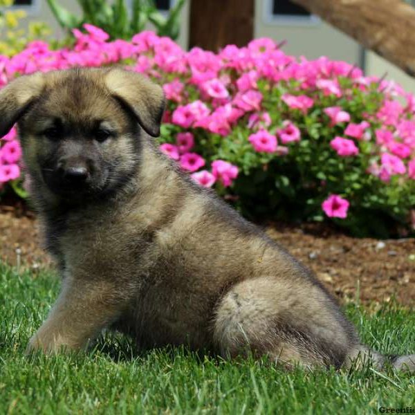 Carson, German Shepherd Mix Puppy