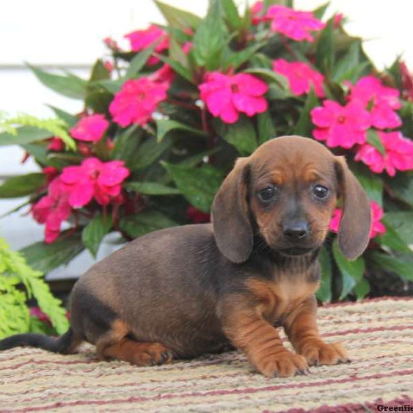 Carson, Dachshund Puppy