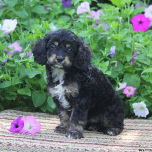 Carson, Cockapoo Puppy