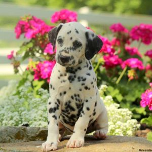 Carson, Dalmatian Puppy