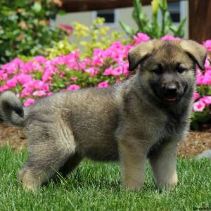 Carson, German Shepherd Mix Puppy