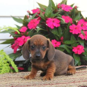 Carson, Dachshund Puppy