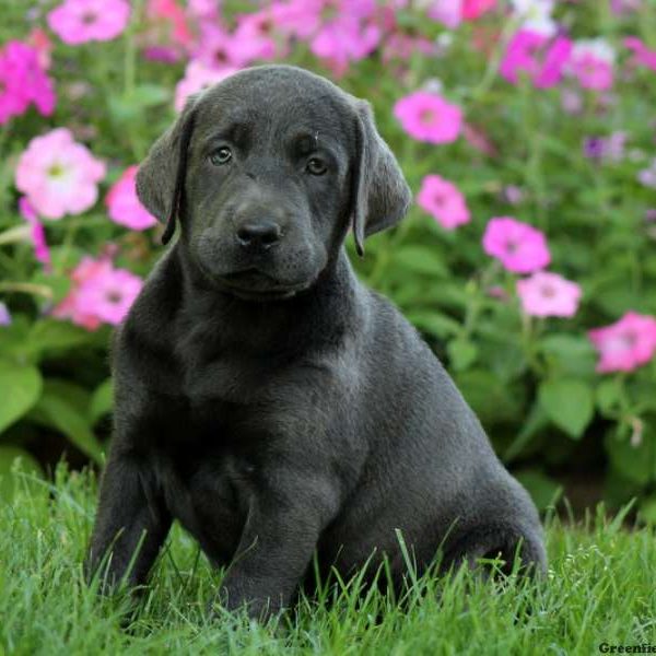 Carter, Labrador Retriever-Charcoal Puppy