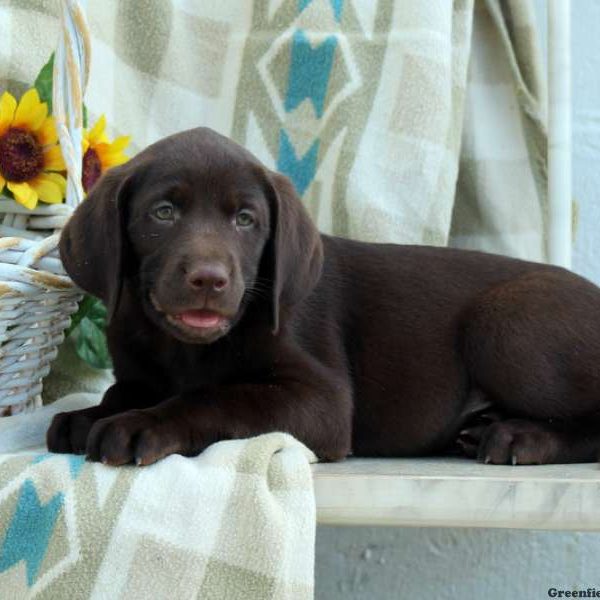 Carter, Labrador Retriever-Chocolate Puppy