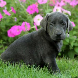 Carter, Labrador Retriever-Charcoal Puppy