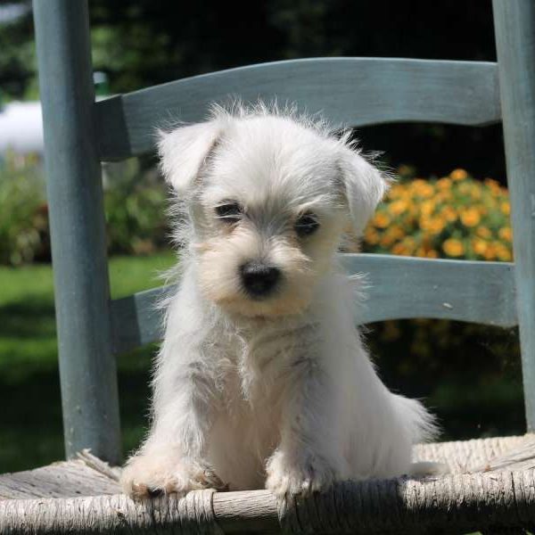 Casey, West Highland Terrier Puppy