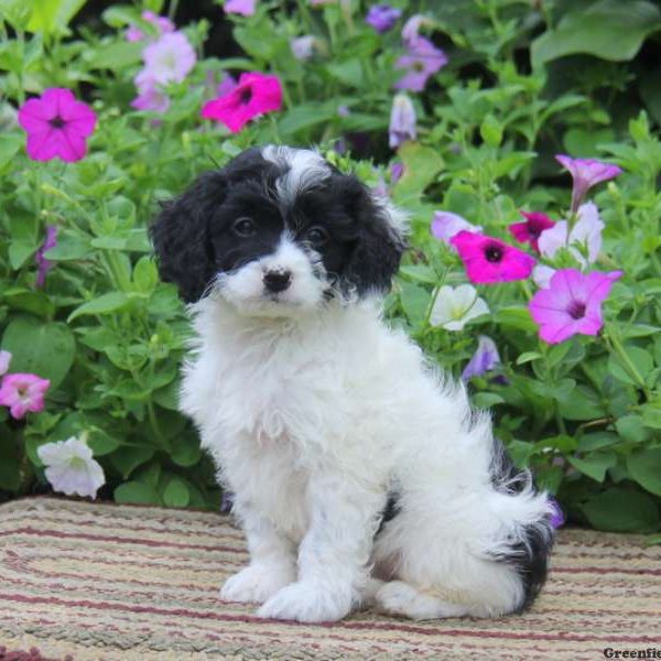 Casey, Cockapoo Puppy