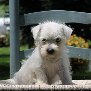 Casey, West Highland Terrier Puppy