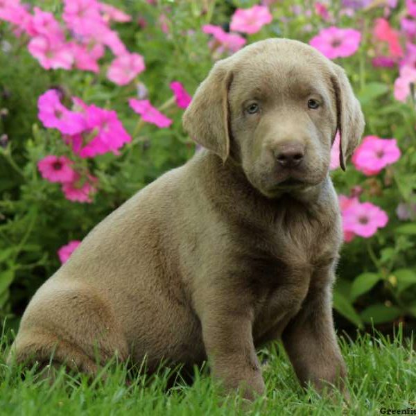 Casper, Labrador Retriever-Silver Puppy