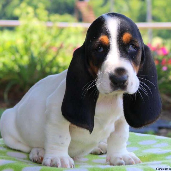 Casper, Basset Hound Puppy