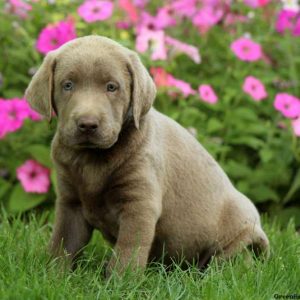 Casper, Labrador Retriever-Silver Puppy