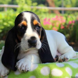 Casper, Basset Hound Puppy