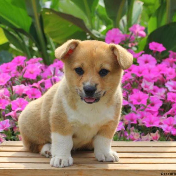 Cassidy, Pembroke Welsh Corgi Puppy