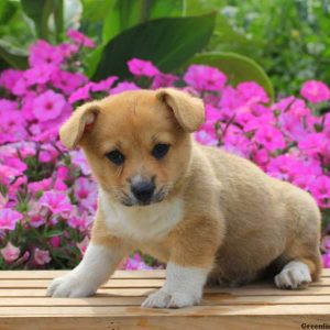 Cassidy, Pembroke Welsh Corgi Puppy