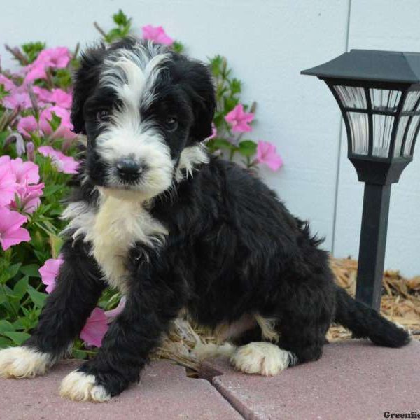 Cassius, Bernedoodle Puppy