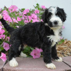 Cassius, Bernedoodle Puppy