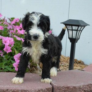 Cassius, Bernedoodle Puppy