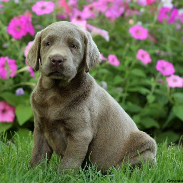 Cecelia, Labrador Retriever-Silver Puppy