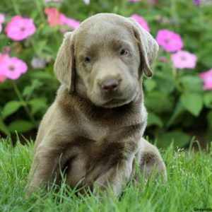 Cecelia, Labrador Retriever-Silver Puppy