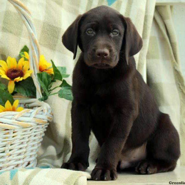 Cecil, Labrador Retriever-Chocolate Puppy