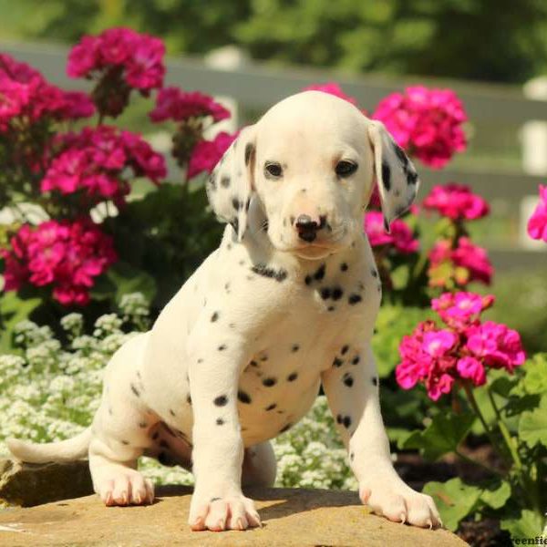 Cecil, Dalmatian Puppy