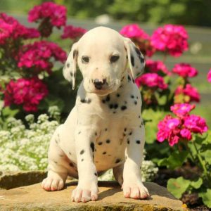 Cecil, Dalmatian Puppy